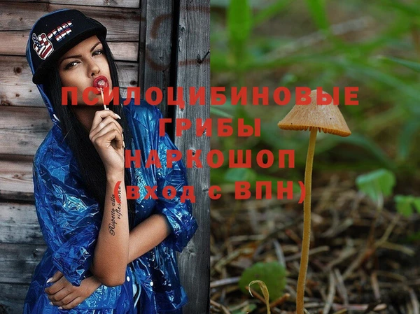 прущие грибы Елабуга